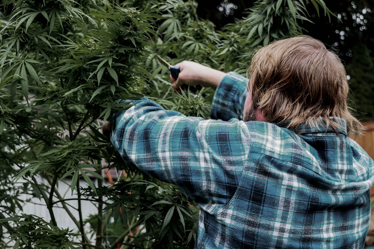 Cannabis Anbau im eigenen Garten