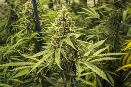 Cannabis Samen kaufen - Top Qualität aus Holland