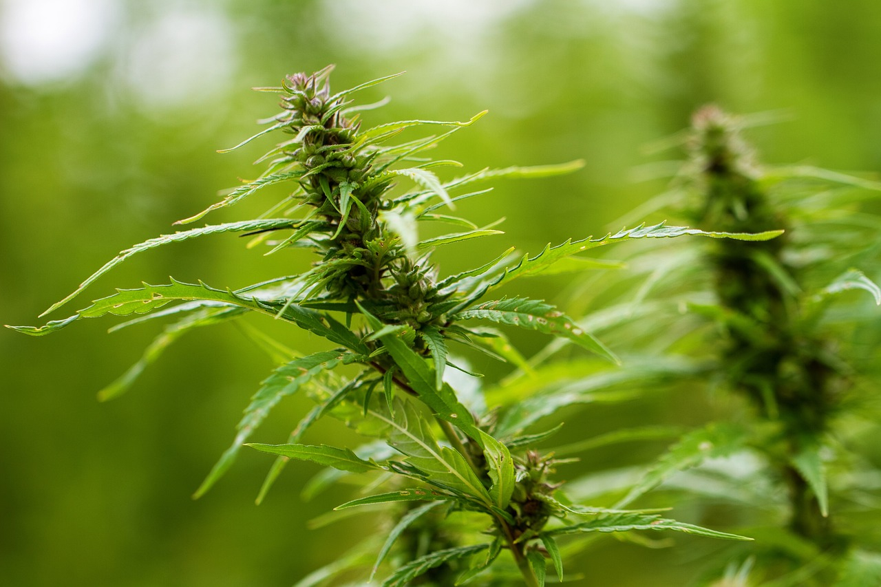 Cannabissamen leicht anbauen