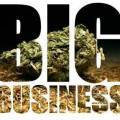 Wirtschaftsfaktor Cannabis - Chancen und Gefahren