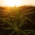 Worauf Anfänger bei der Wahl ihrer Cannabis-Samen achten sollten