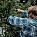 Kann man Cannabispflanzen im Garten anbauen?