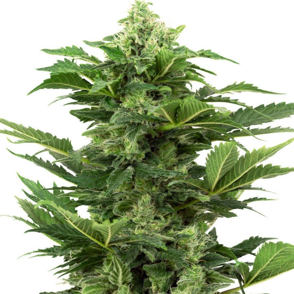 Afghan Pearl CBD Feminisiert (Auto) - 10 Samen