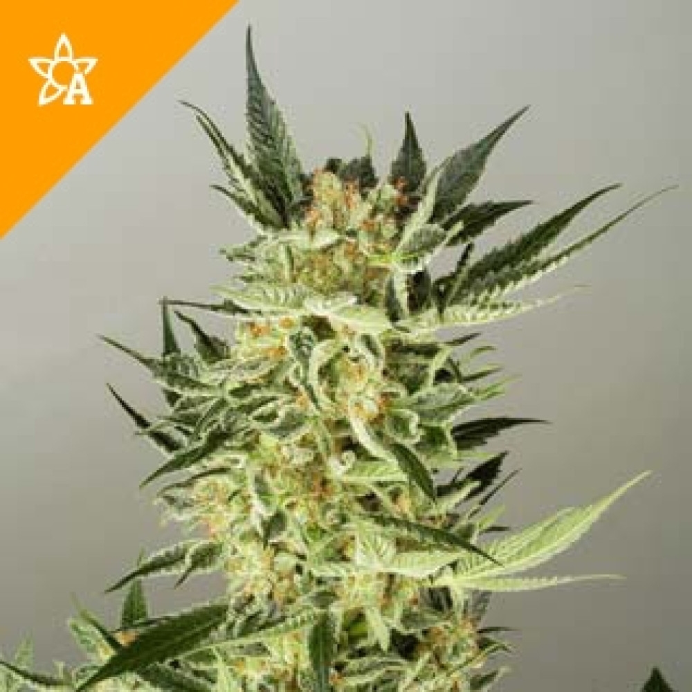 AK48 Automatic - 5 Samen
