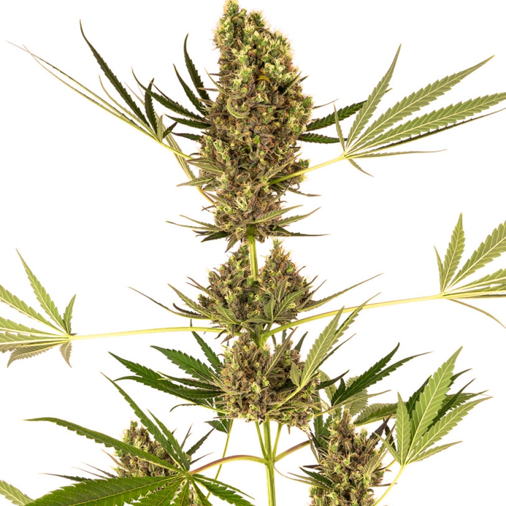 Alpine Delight CBD Feminisiert (Auto) - 1 Samen