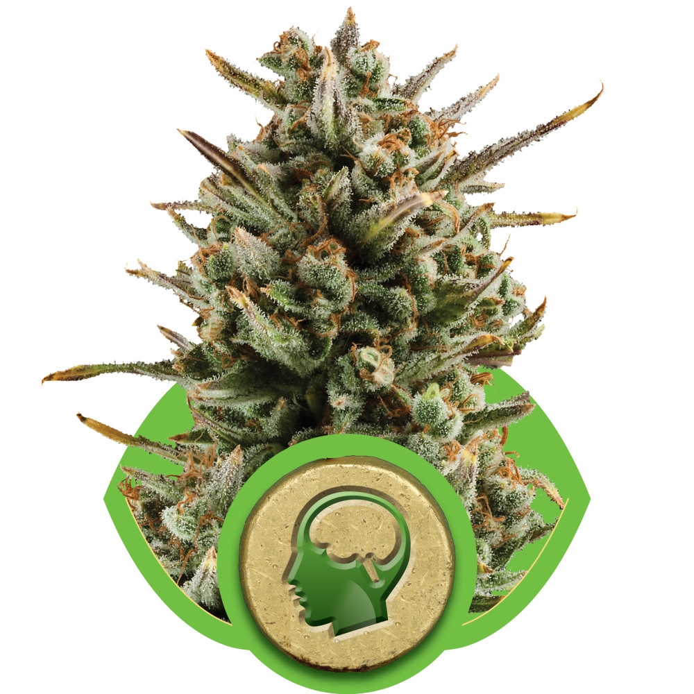 Amnesia Haze Automatic Feminisiert - 5 Samen