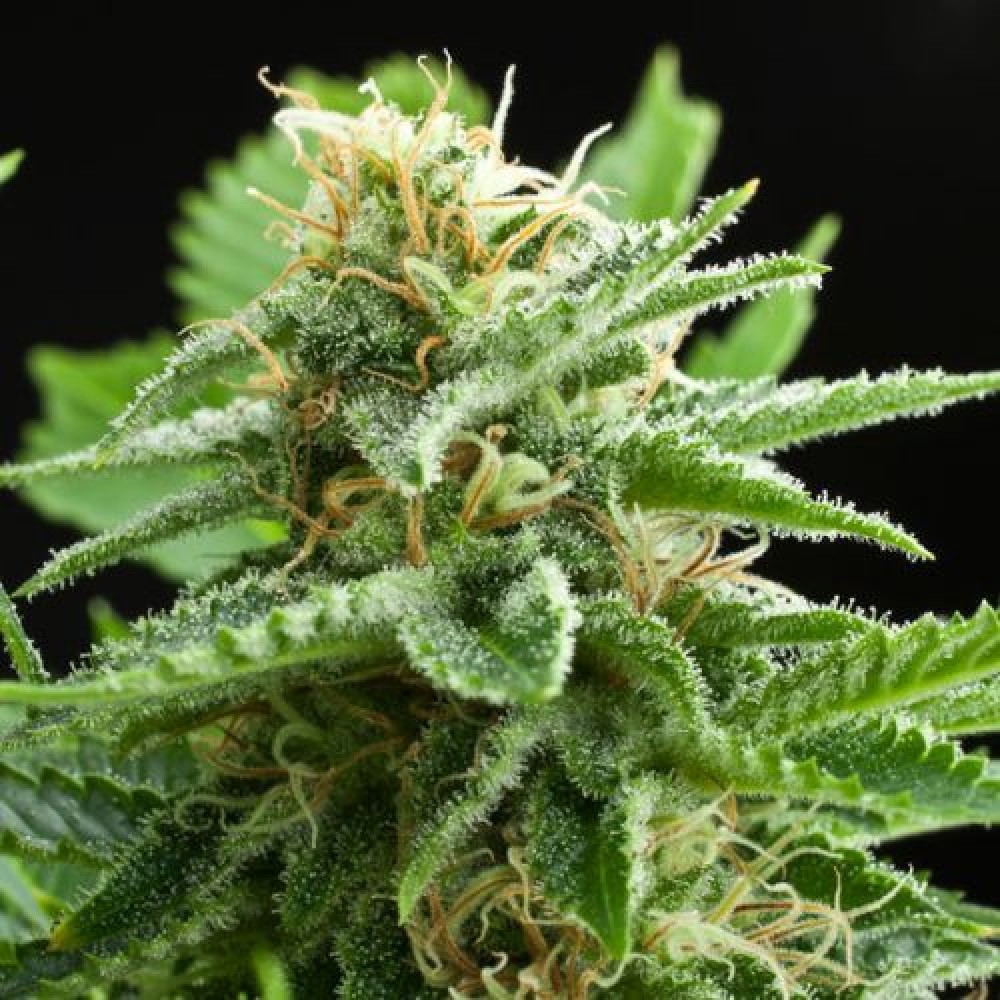 Amnesia Haze Feminisiert - 10 Samen