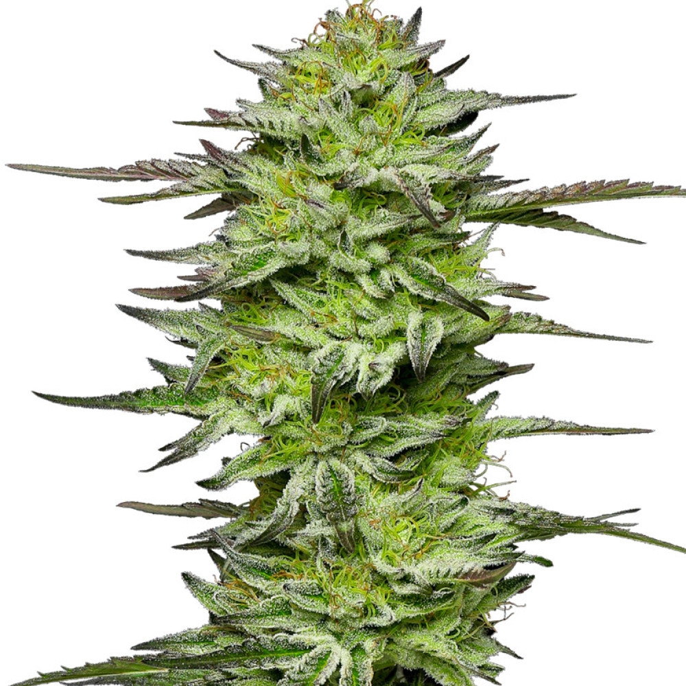 Amnesia Jelly Feminisiert (Auto) - 5 Samen