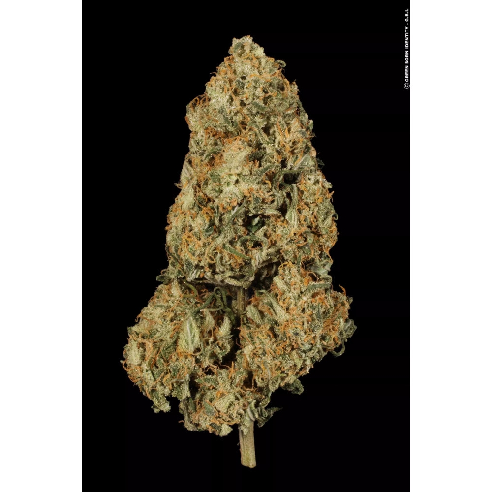 Atomical Haze Feminisiert | Hanfsamen diskret bestellen