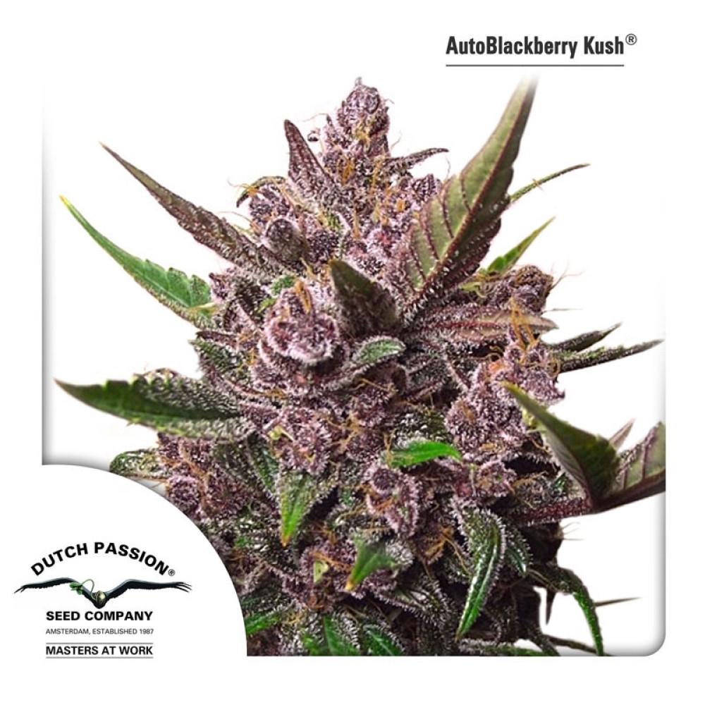 AutoBlackberry Kush Feminisiert - 3 Samen