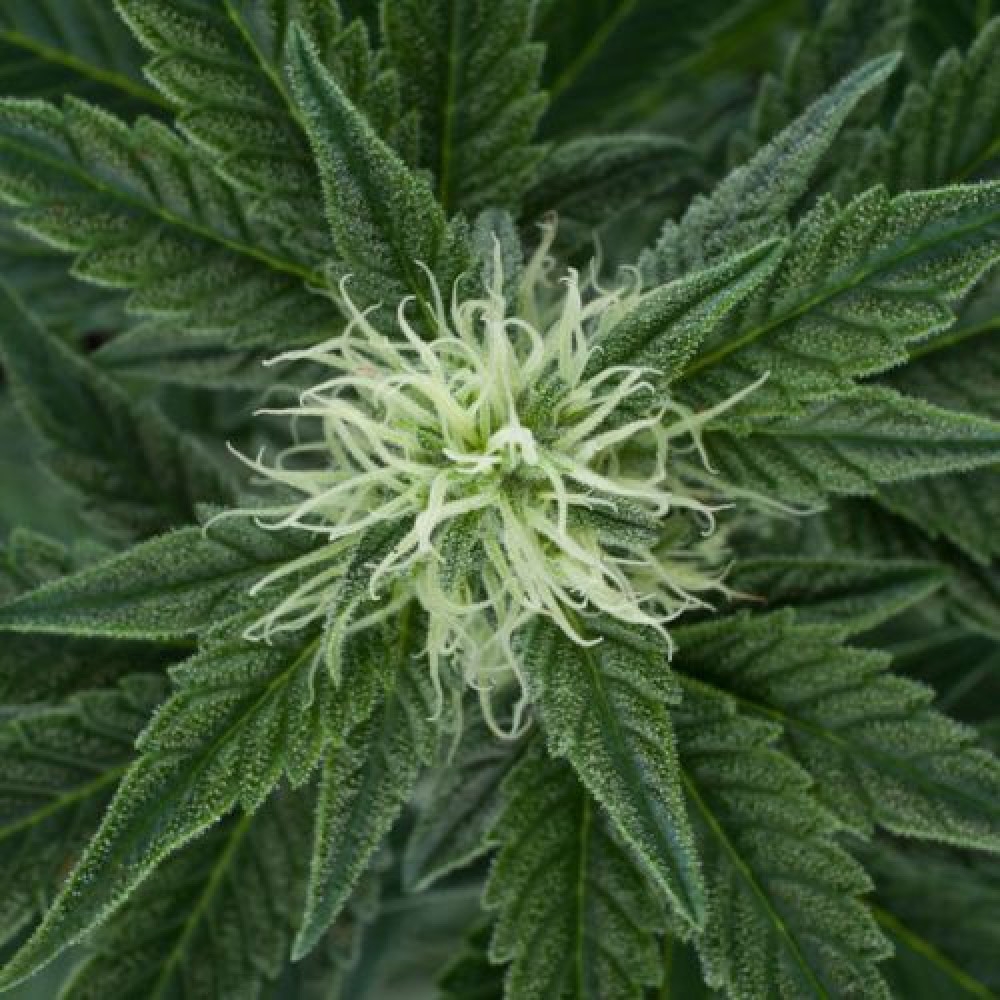 Autoflowering Mix Feminisiert - 10 Samen