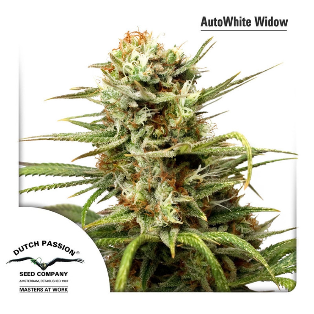 Autowhite Widow Feminisiert - 7 Samen