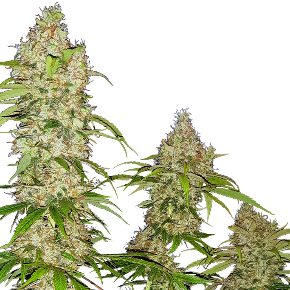 Banana Kush Cake Feminisiert - 10 Samen