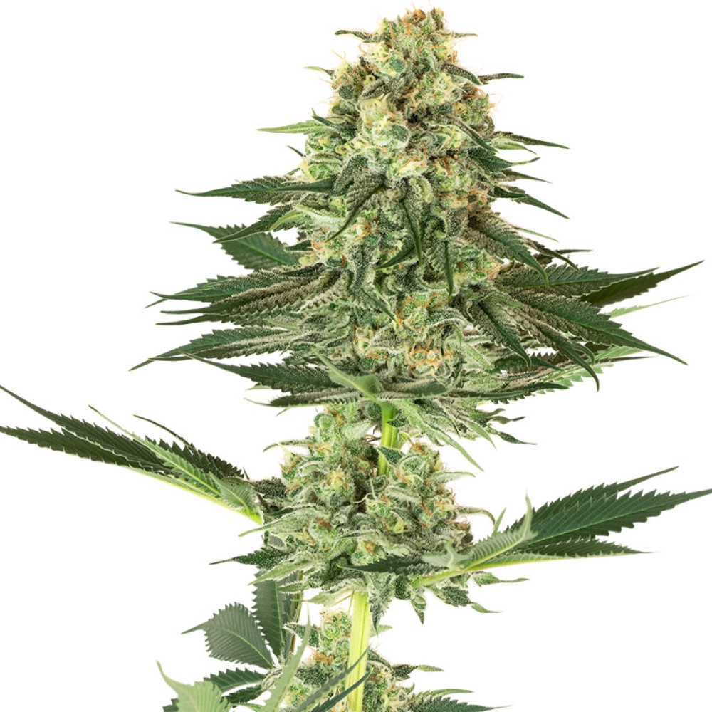 Banana Kush Feminisiert (White Label) - 1 Samen