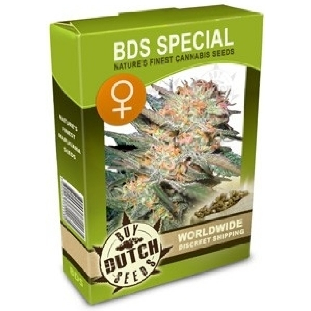 BDS Special Feminisiert - 5 Samen