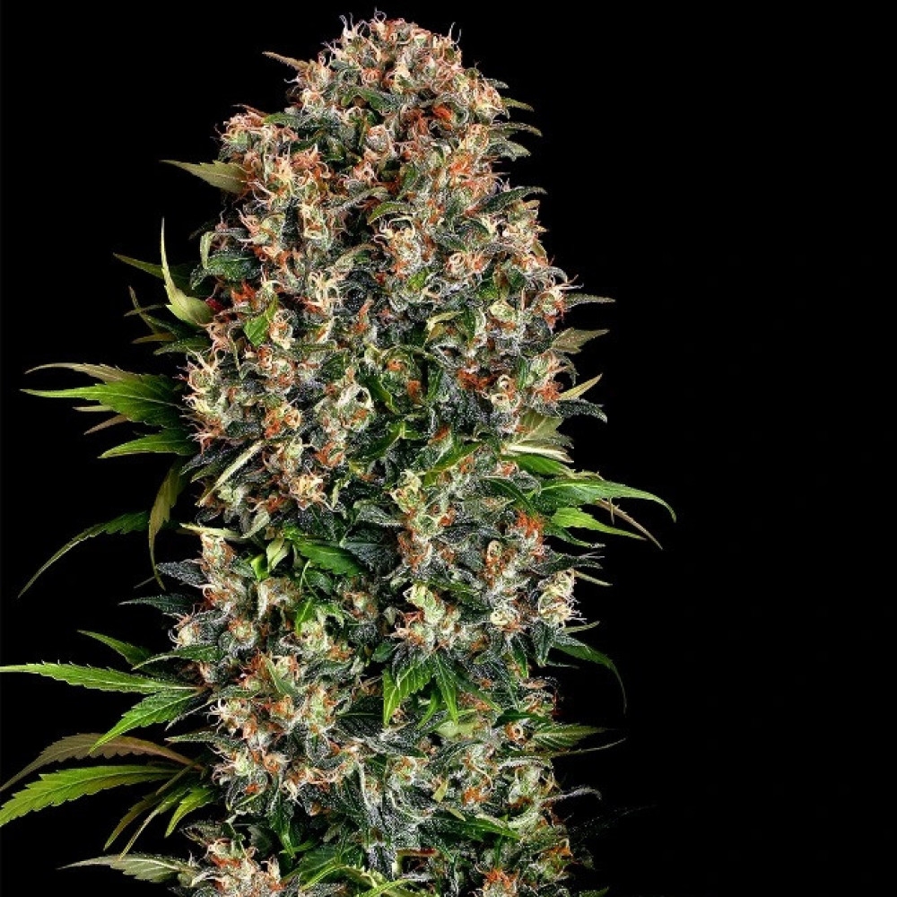 Big Bud - 10 Samen