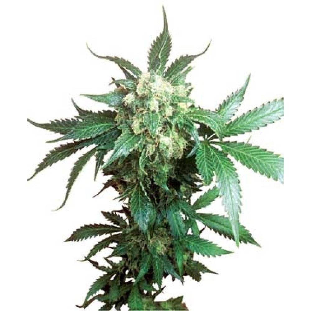 Black Domina - 10 Samen