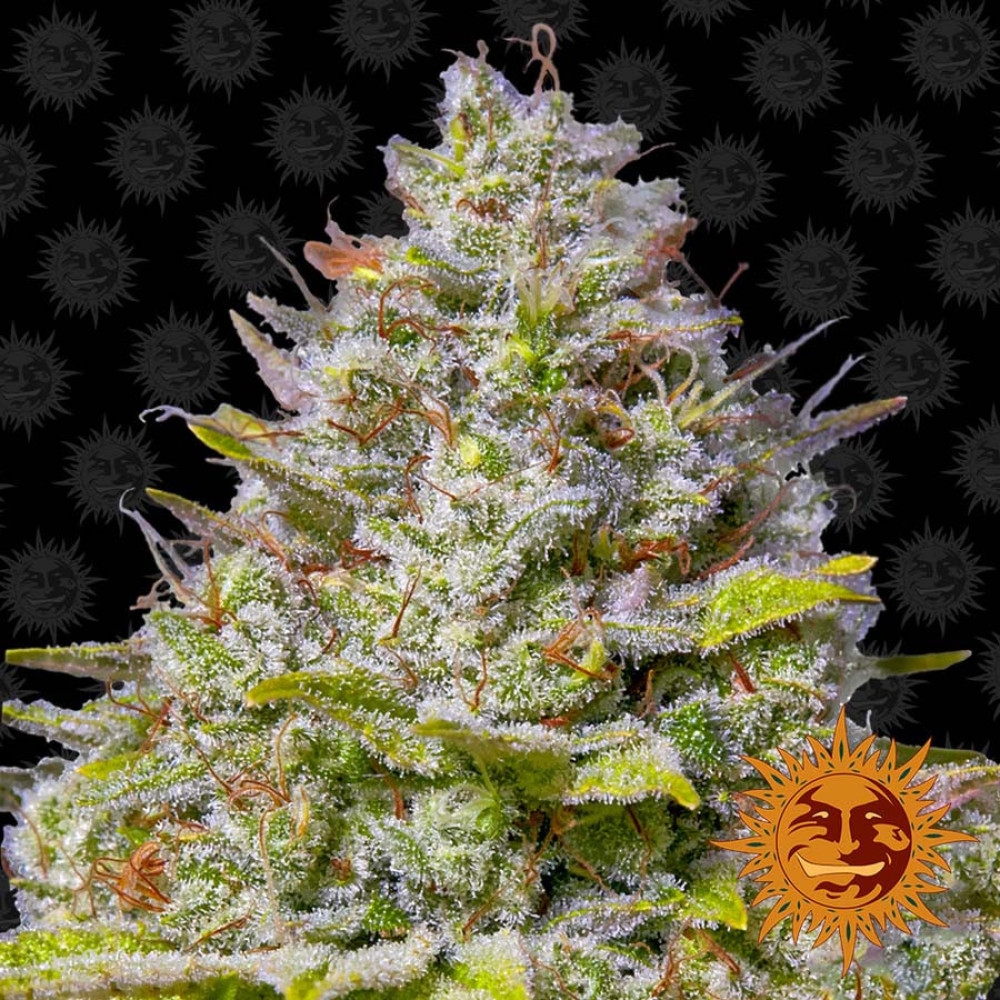 Blue Gelato 41 Feminisiert - 5 Samen