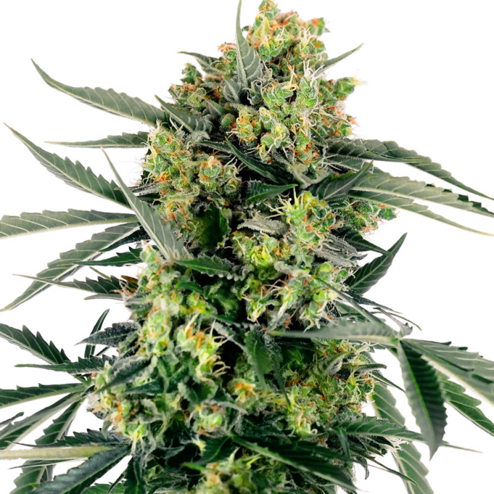 Blueberry Zkittlez Feminisiert Automatic - 1 Samen