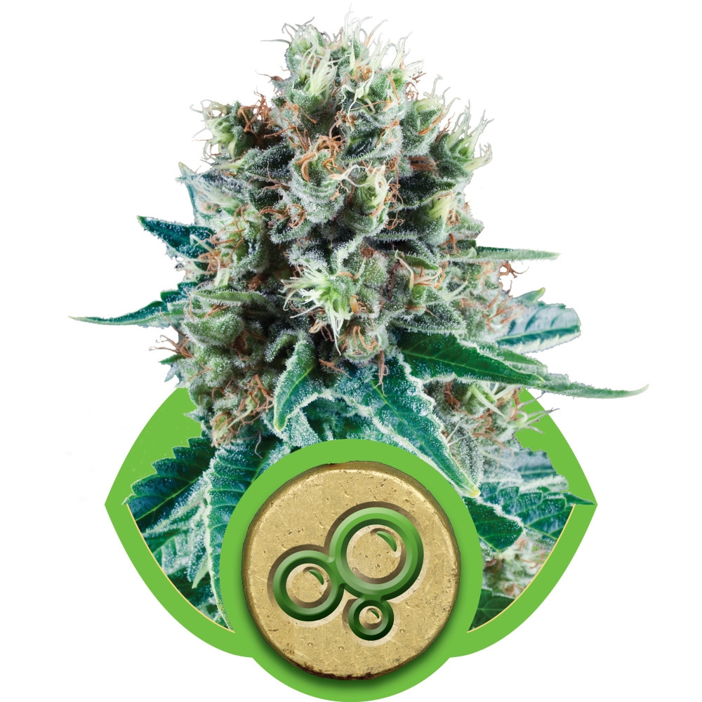 Bubble Kush Automatic Feminisiert - 10 Samen