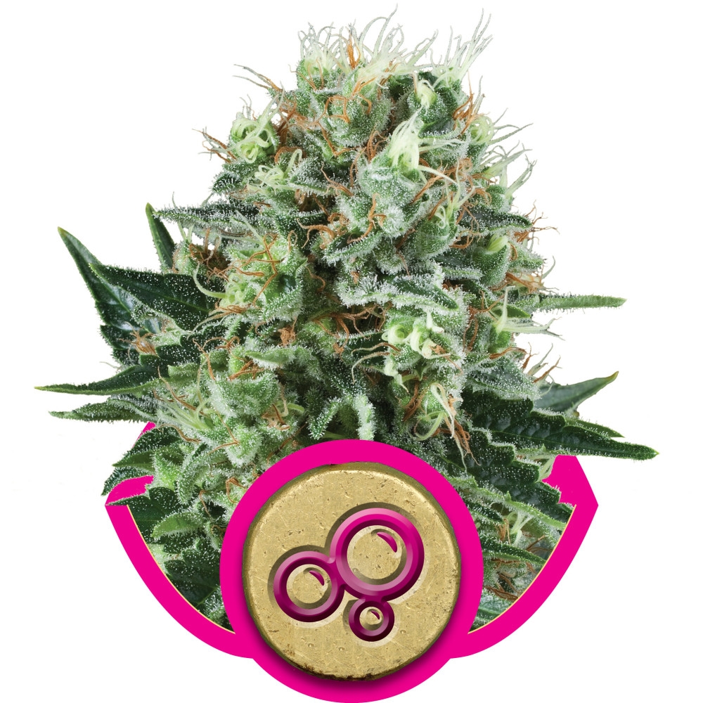 Bubble Kush Feminisiert - 10 Samen