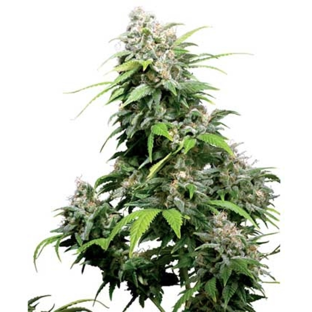 California Indica - 10 Samen