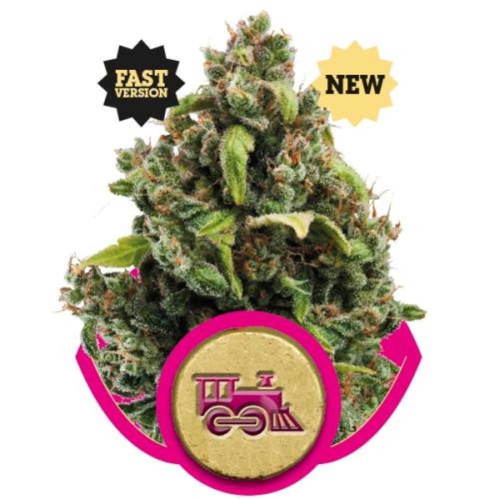 Candy Kush Express Feminisiert - 10 Samen