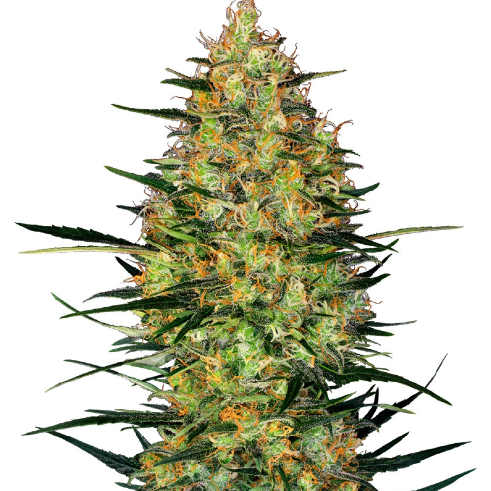 Caramellow Kush Feminisiert (Auto) - 10 Samen