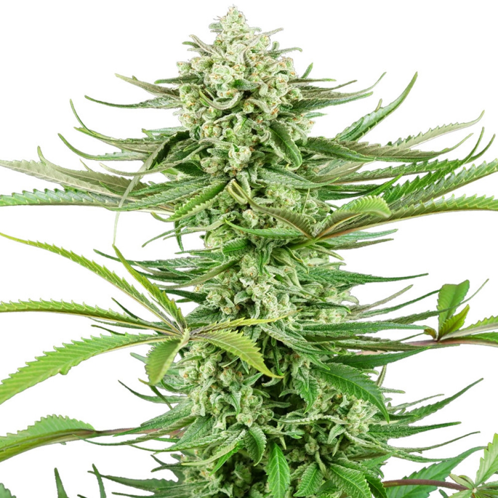 Cashew Kush Feminisiert - 10 Samen