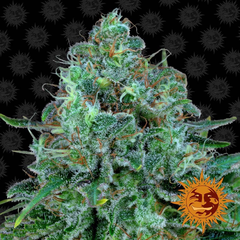 Critical Kush - 10 Samen