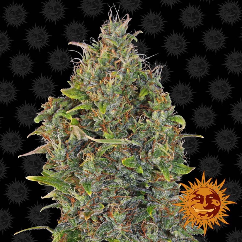 Critical Kush Feminisiert Automatic - 5 Samen