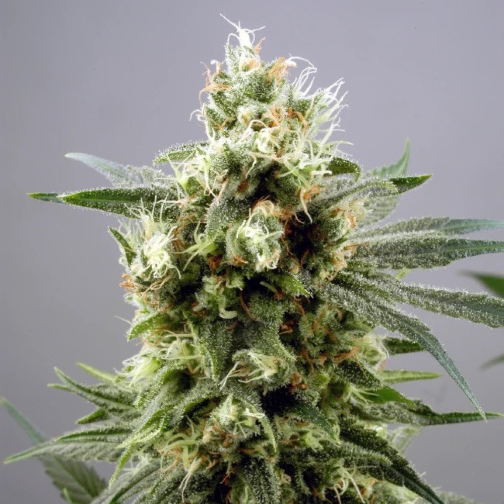 Diesel Haze Automatic - 5 Samen