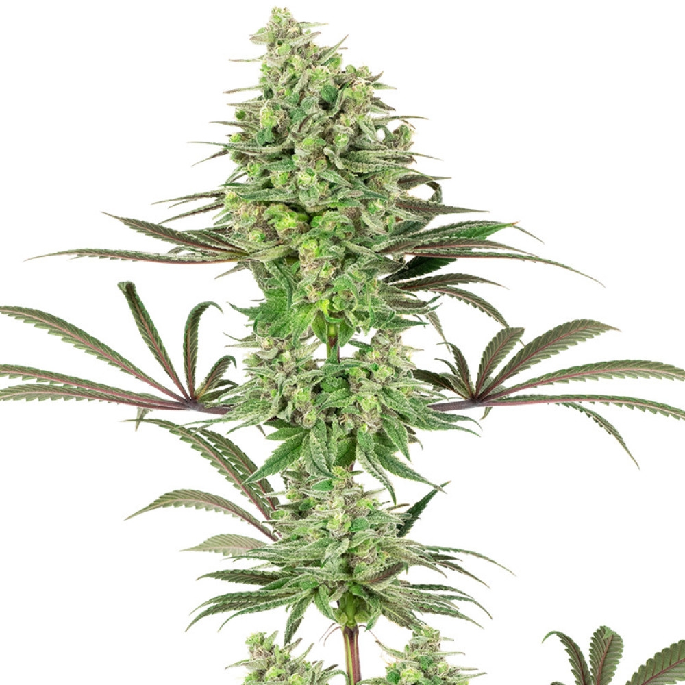 Double Banana Kush Feminisiert (White Label) - 1 Samen