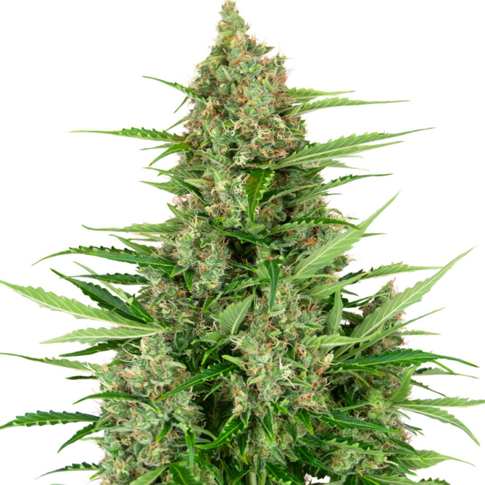 Double Kush Cake Feminisiert (Auto) - 1 Samen