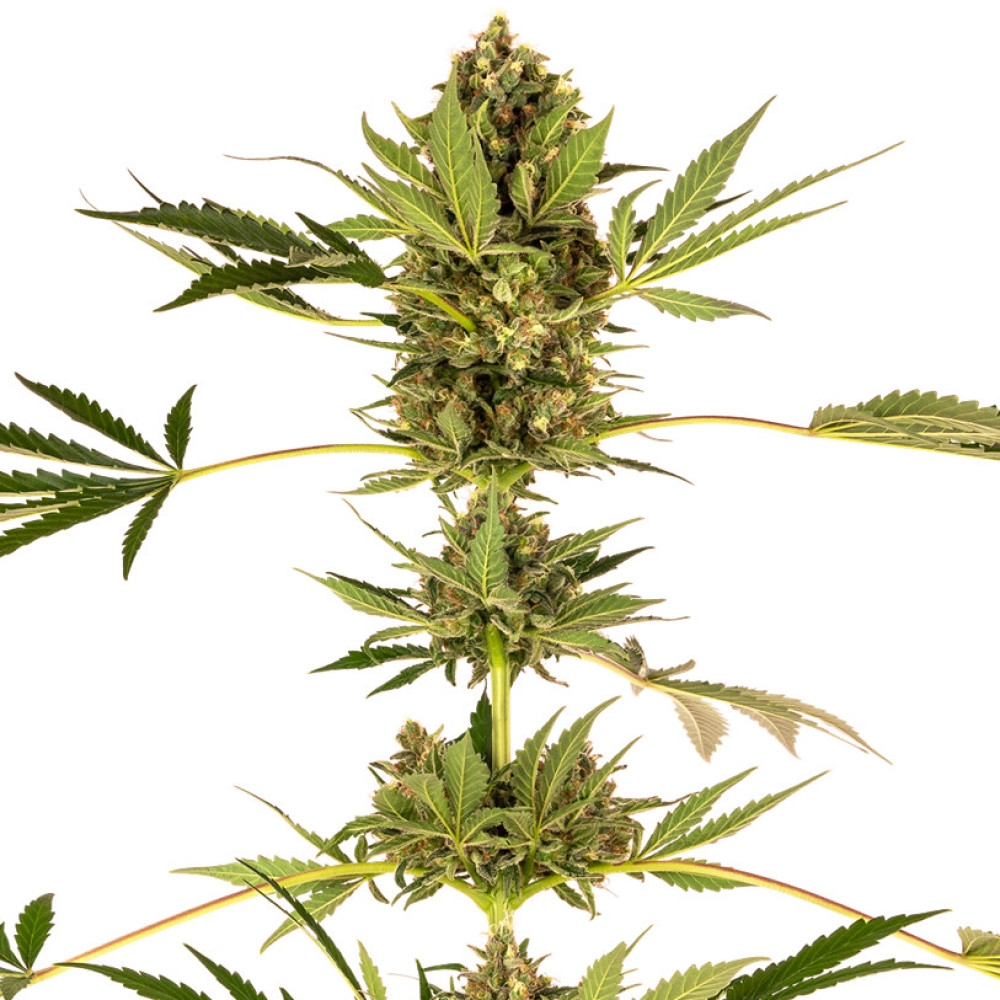 Himalayan CBD Feminisiert - 10 Samen