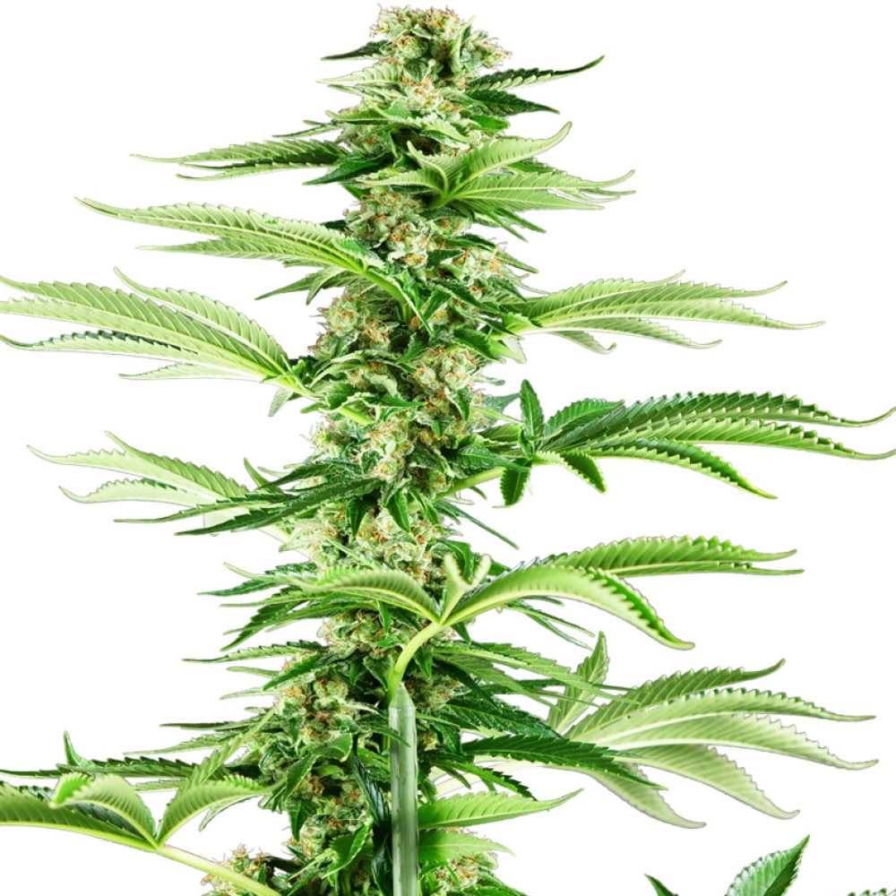 Honey Melon Haze Feminisiert - 1 Samen