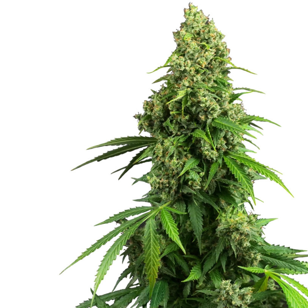 Honey Melon Kush Feminisiert (Auto) - 1 Samen