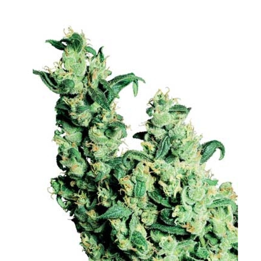 Jack Herer - 10 Samen