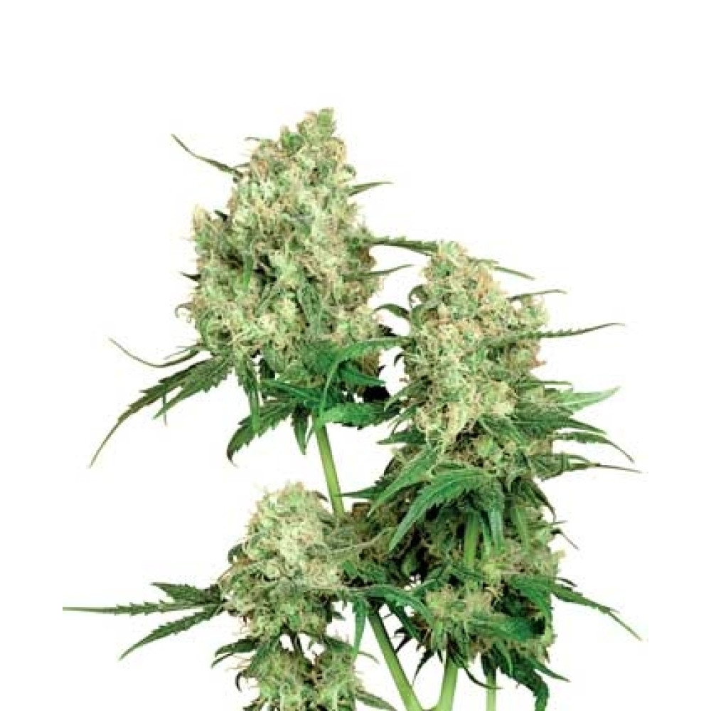 Maple Leaf Indica - 10 Samen