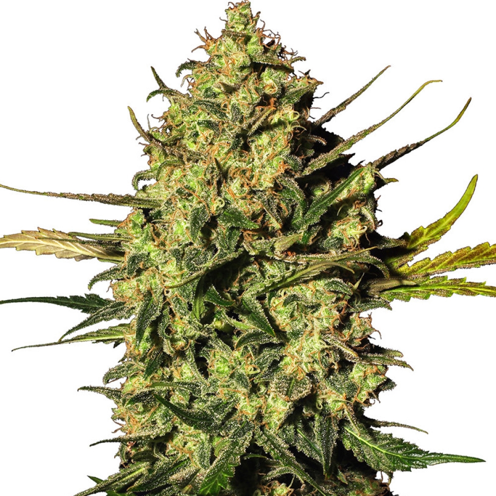 Master Kush Feminisiert (Auto) White Label - 3 Samen