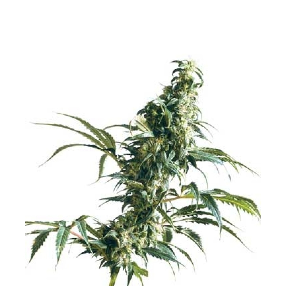 Mexican Sativa - 10 Samen