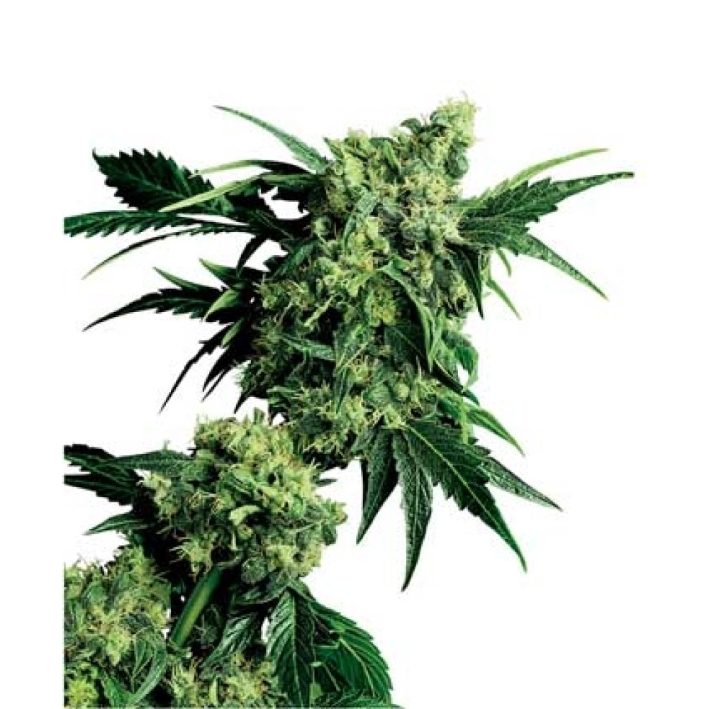 Mr Nice G13 X Hash Plant - 10 Samen