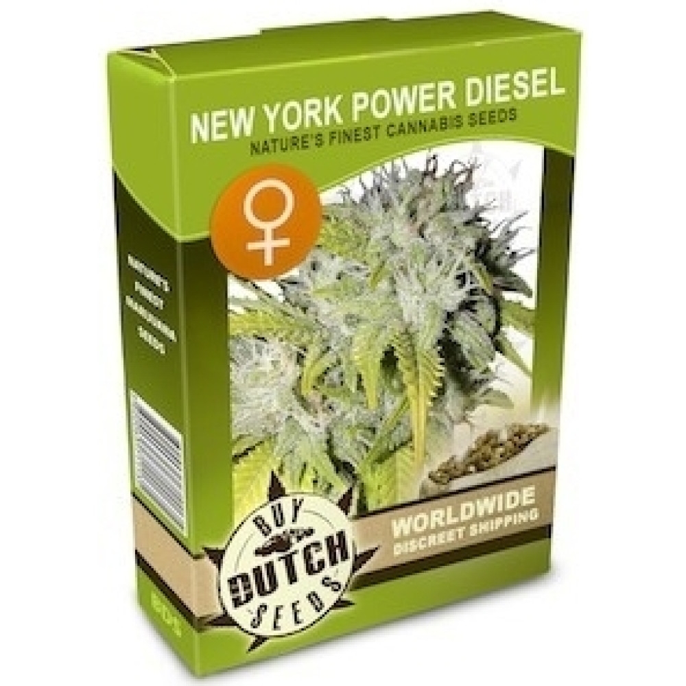 New York Power Diesel Feminisiert - 5 Samen