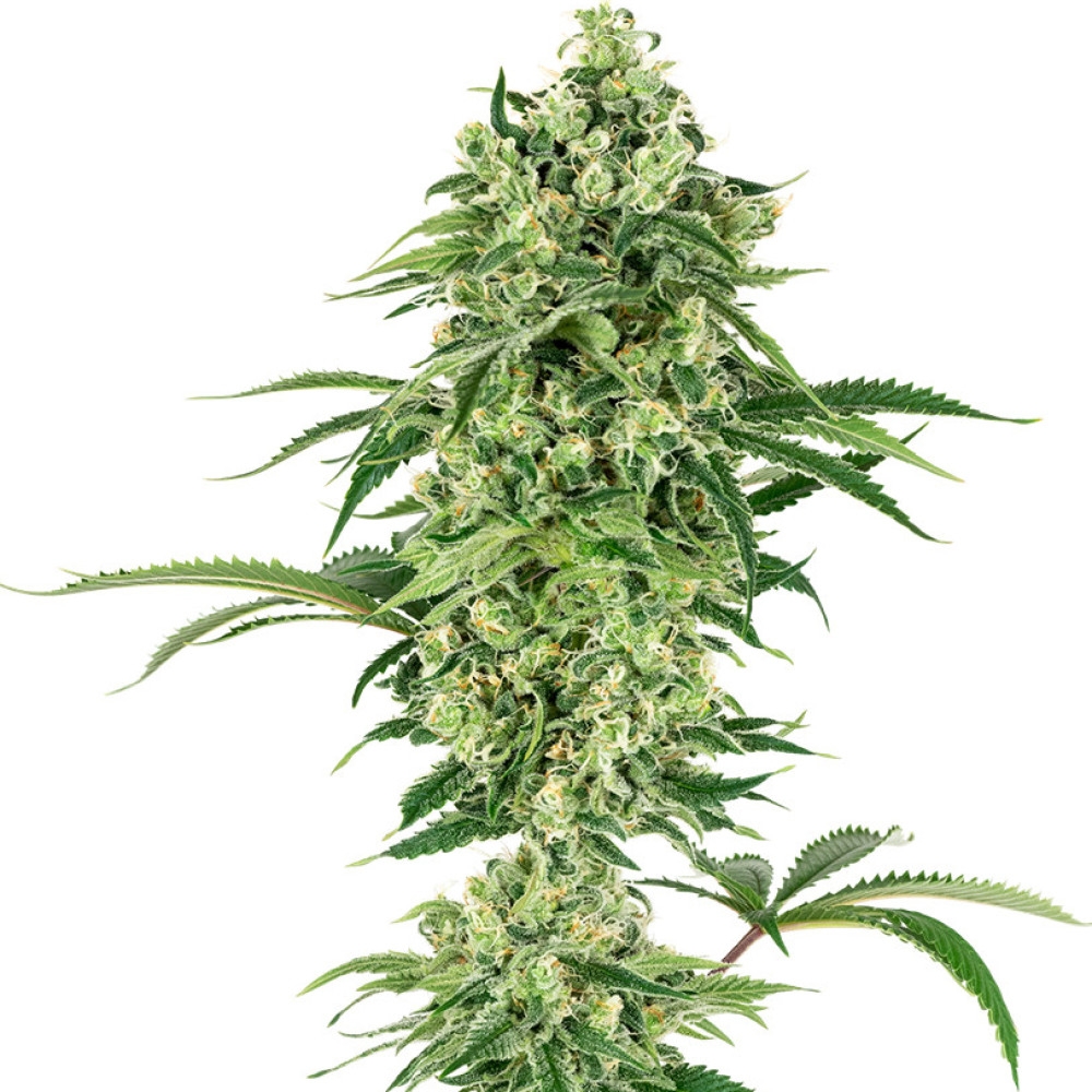 Nicole Hindu Kush Feminisiert (White Label) - 10 Samen