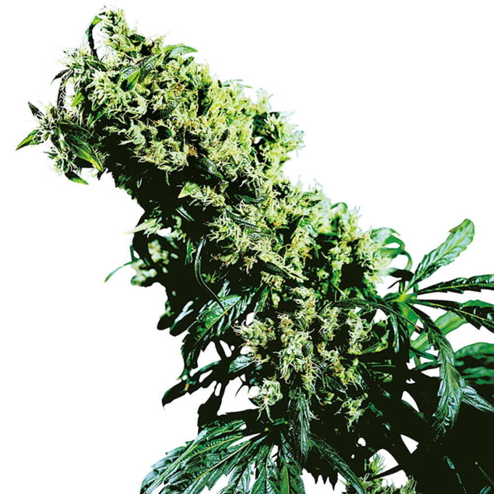 Northern Lights #5 X Haze Feminisiert - 10 Samen