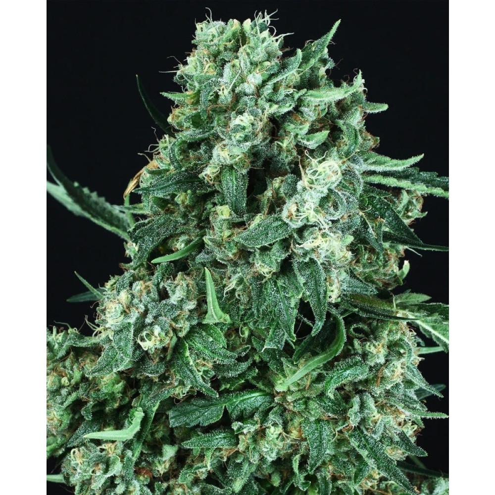 OG Kush Feminisiert (Auto) White Label - 1 Samen