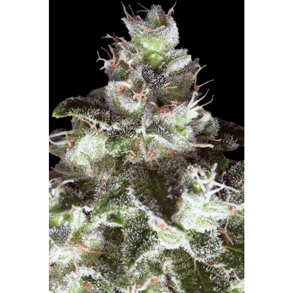 Original White Widow Feminisiert (IBL) - 3 Samen