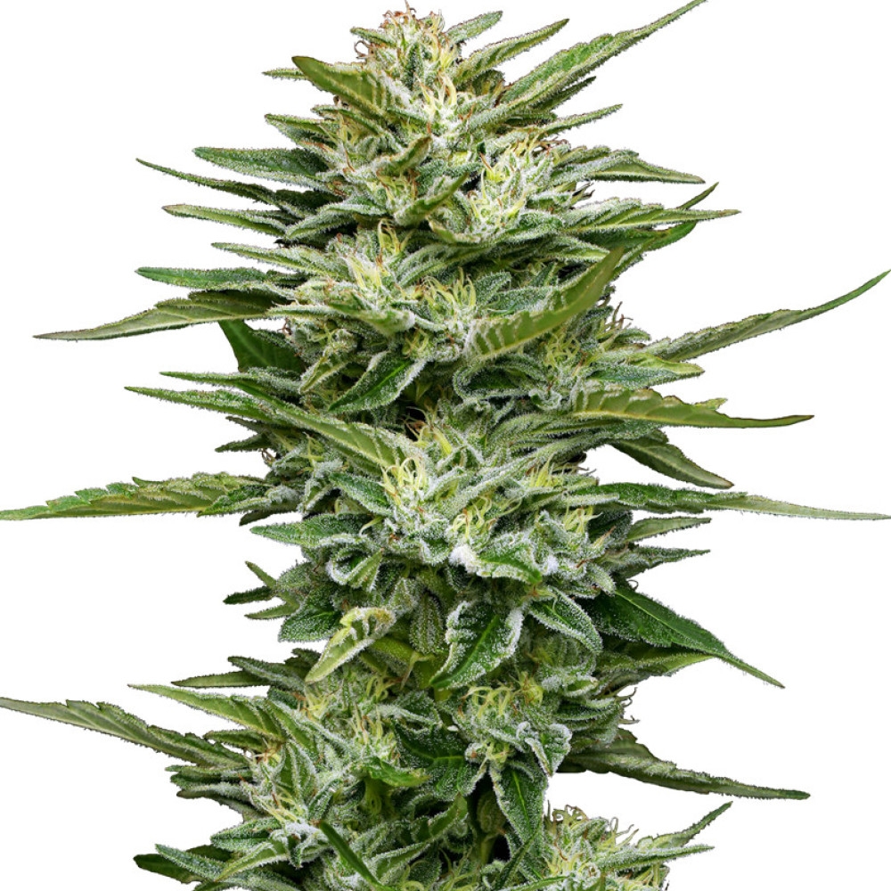 Pineapple Kush Cake Feminisiert (Auto) - 10 Samen