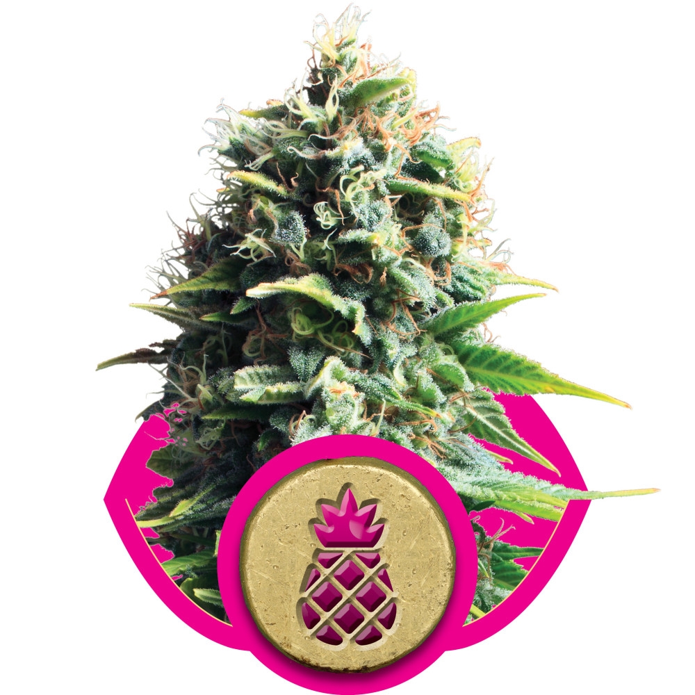 Pineapple Kush Feminisiert - 10 Samen