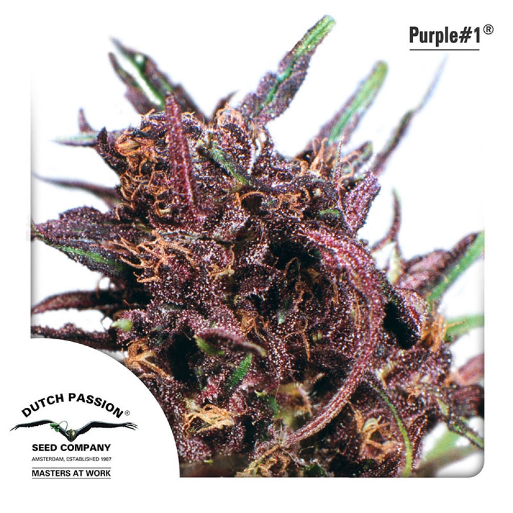 Purple #1 Feminisiert - 3 Samen